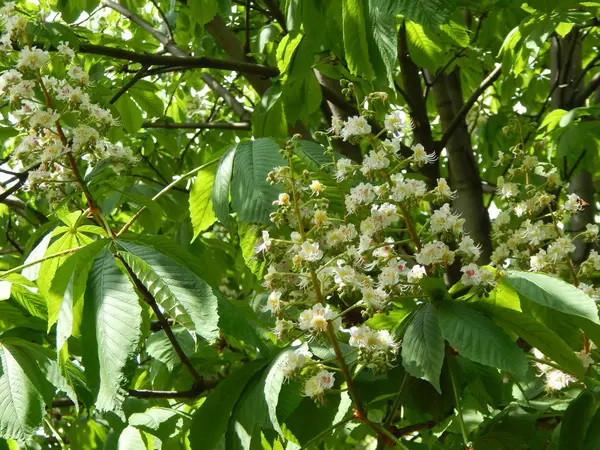Flores de castaño florecidas en el árbol — Foto de Stock