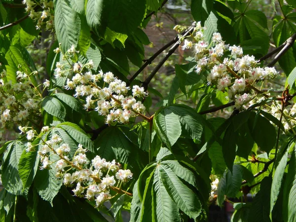 Цветущие каштановые цветы на дереве — стоковое фото