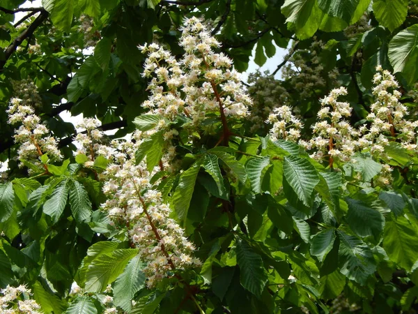 Bloempjes kastanje bloemen op de boom — Stockfoto