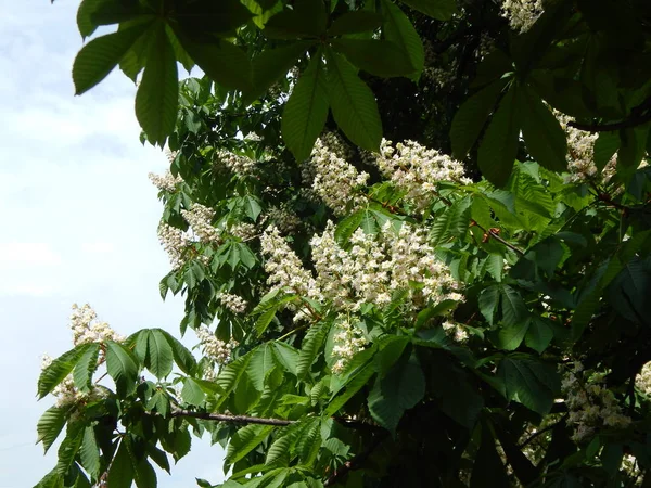 Blomade kastanj blommor på trädet — Stockfoto