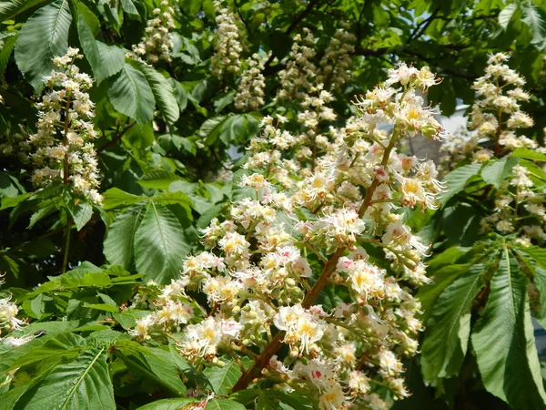 Flores de castaño florecidas en el árbol —  Fotos de Stock