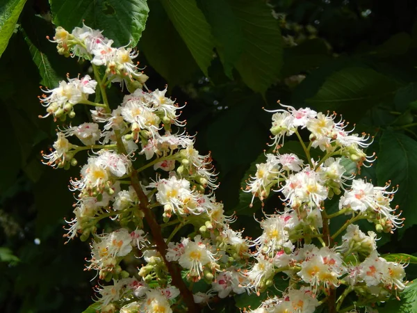 Flores de castaño florecidas en el árbol — Foto de Stock