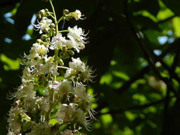 Bloempjes Kastanje Bloemen Boom — Stockfoto