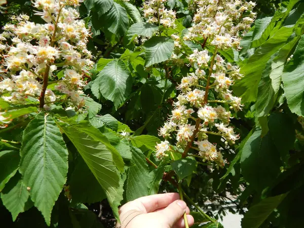 Flores de castaño florecidas en el árbol — Foto de Stock