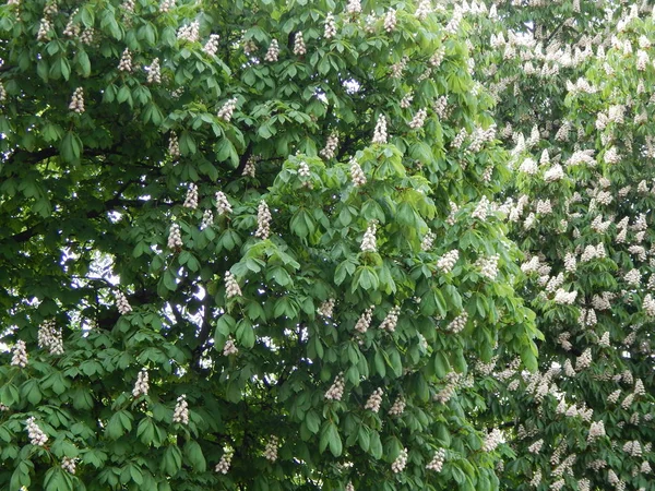Άνθισε καστανιές στο δέντρο — Φωτογραφία Αρχείου