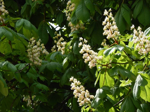 Bloomed chestnut flowers on the tree — Stock Photo, Image