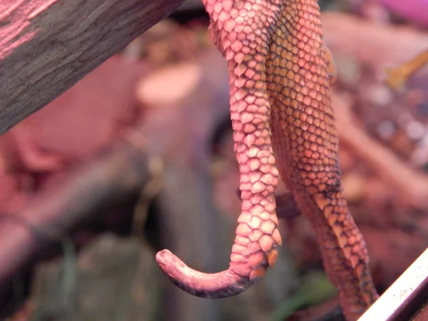 Iguana lever i ett terrarium och upplyst med en kvarts lampa — Stockfoto