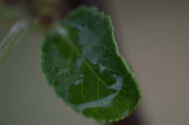 Bitki ve çiçeklerin makro çekim