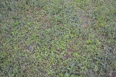 Farklı çim yeşil doku