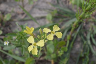 Çiçekler ve bitkiler yakın çekim
