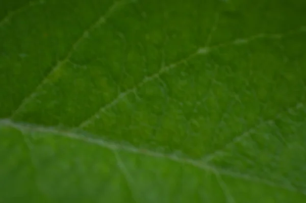 Macro Shooting Plants Flowers — Stock Photo, Image