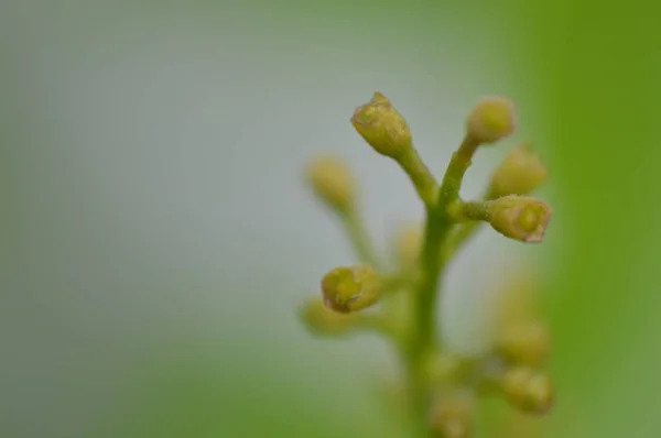 Tiro macro de plantas y flores —  Fotos de Stock