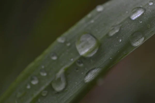 Tiro macro de plantas y flores — Foto de Stock