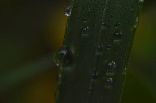 Macro-pousse des plantes et des fleurs — Photo