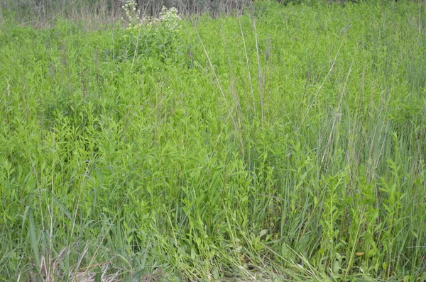 Різні трави зелена текстура — стокове фото