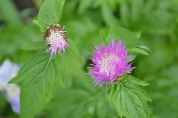 Flowers and plants closeup — Stock Photo, Image