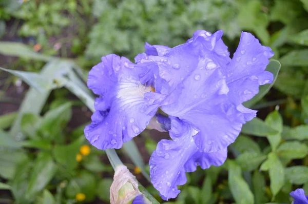 Flores y plantas de primer plano — Foto de Stock