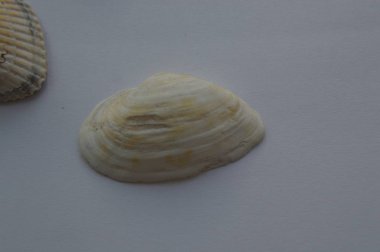 Deniz ve okyanus kabuklarının bileşimi yakın çekim