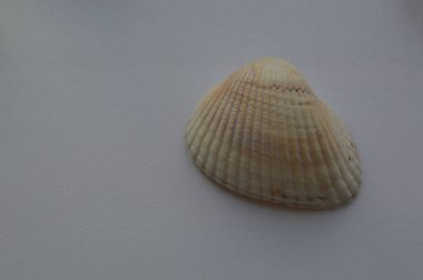 Deniz ve okyanus kabuklarının bileşimi yakın çekim