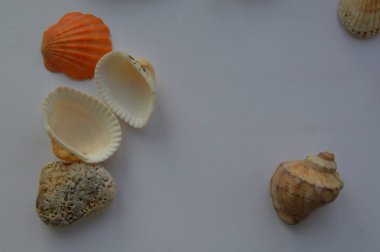 Deniz ve okyanus kabuklarının bileşimi yakın çekim