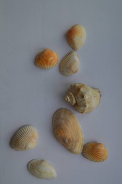 Deniz ve okyanus kabuklarının bileşimi yakın çekim