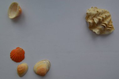 Deniz ve okyanus kabuklarının bileşimi yakın çekim