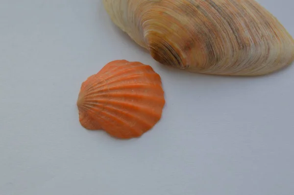 La composición de las conchas marinas y oceánicas de cerca — Foto de Stock