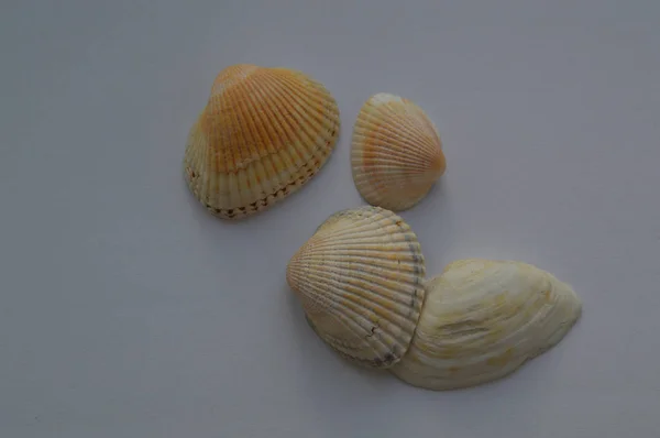 The composition of sea and ocean shells close-up — Stock Photo, Image