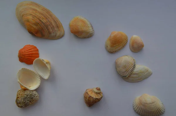 Die Zusammensetzung von Meeres- und Meeresmuscheln aus nächster Nähe — Stockfoto