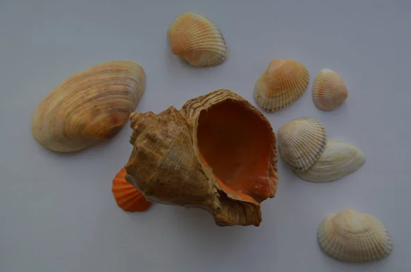 La composición de las conchas marinas y oceánicas de cerca —  Fotos de Stock