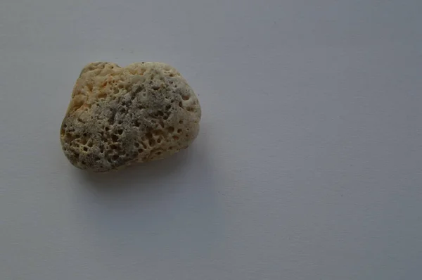 海と海の貝殻の構成クローズアップ — ストック写真