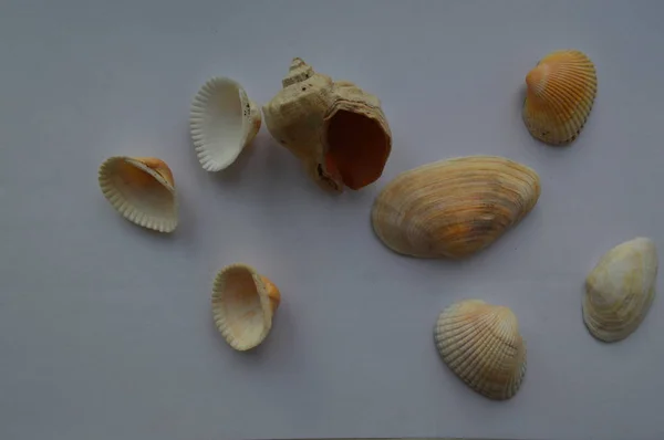 Složení mořských a mořských mušlí v blízkosti — Stock fotografie
