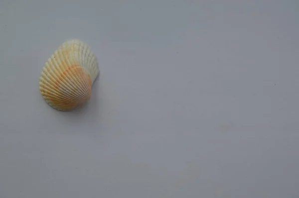 A tengeri és óceánjáró kagyló összetétele közelről — Stock Fotó