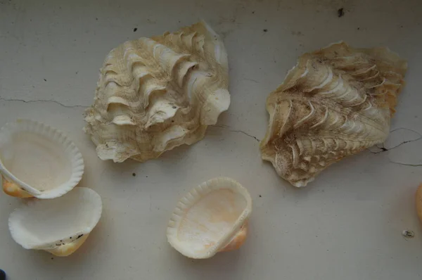 A composição das conchas do mar e do oceano close-up — Fotografia de Stock