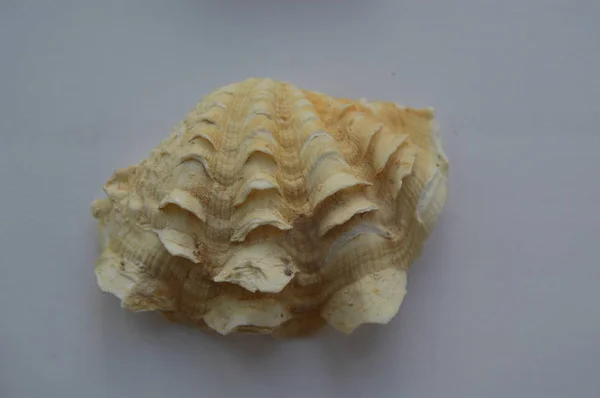 海贝壳和海洋贝壳的组成特写 — 图库照片