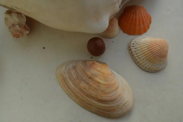 海贝壳和海洋贝壳的组成特写 — 图库照片