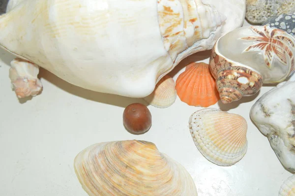 La composizione delle conchiglie del mare e dell'oceano primo piano — Foto Stock