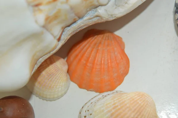 A composição das conchas do mar e do oceano close-up — Fotografia de Stock