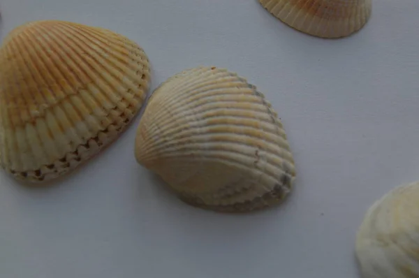 A composição das conchas do mar e do oceano close-up — Fotografia de Stock