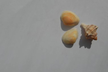 Deniz ve okyanus kabuklarının bileşimi yakın çekim