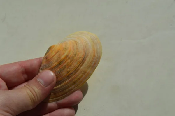 A composição das conchas do mar e do oceano close-up — Fotografia de Stock