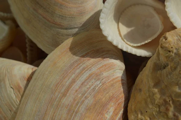 La composición de las conchas marinas y oceánicas de cerca —  Fotos de Stock