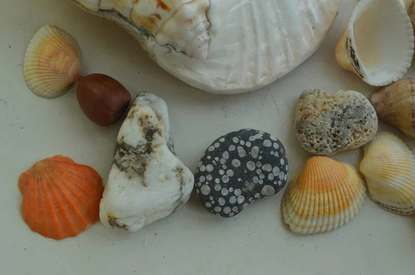 A composição das conchas do mar e do oceano close-up — Fotografia de Stock