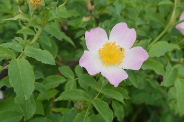 Orman çiçekleri farklı renklerde arka planlar yakın çekim