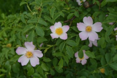 Orman çiçekleri farklı renklerde arka planlar yakın çekim