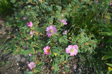 Orman çiçekleri farklı renklerde arka planlar yakın çekim
