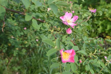 Orman çiçekleri farklı renklerde arka planlar yakın çekim