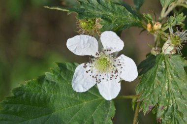 Orman çiçekleri farklı renklerde arka planlar yakın çekim