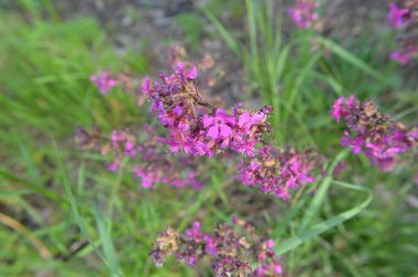 Orman çiçekleri farklı renklerde arka planlar yakın çekim