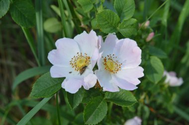 Orman çiçekleri farklı renklerde arka planlar yakın çekim